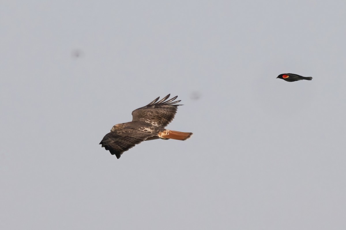 Red-tailed Hawk (abieticola) - ML632123340
