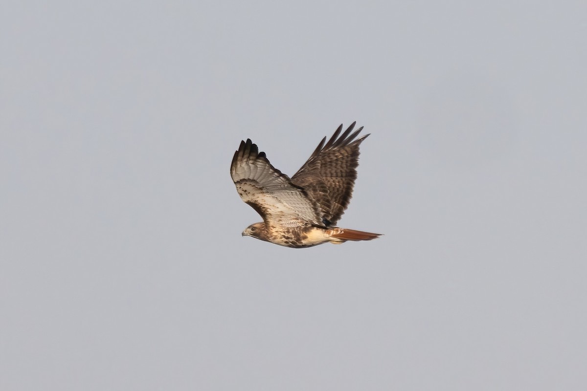 Red-tailed Hawk (abieticola) - ML632123341
