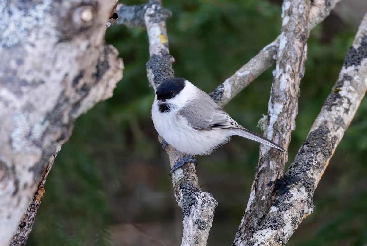 Marsh Tit - ML632123417