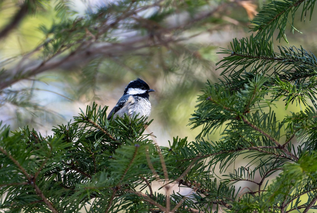 Coal Tit - ML632123418