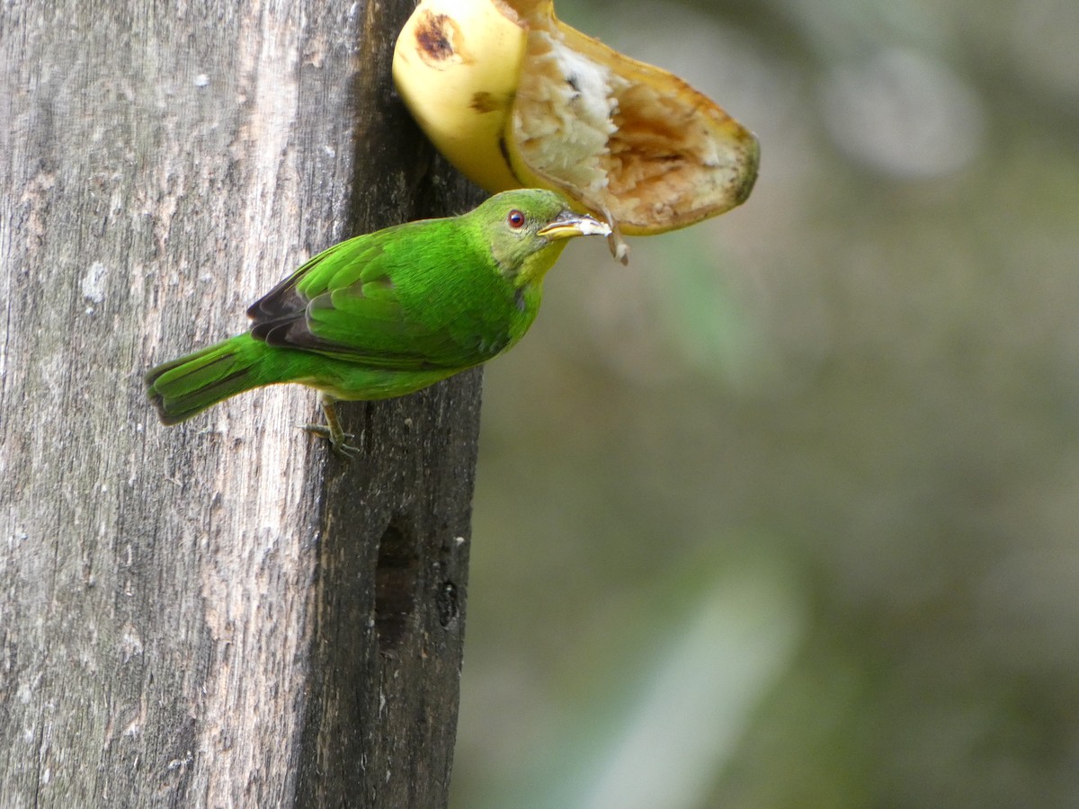 Green Honeycreeper - ML632123495