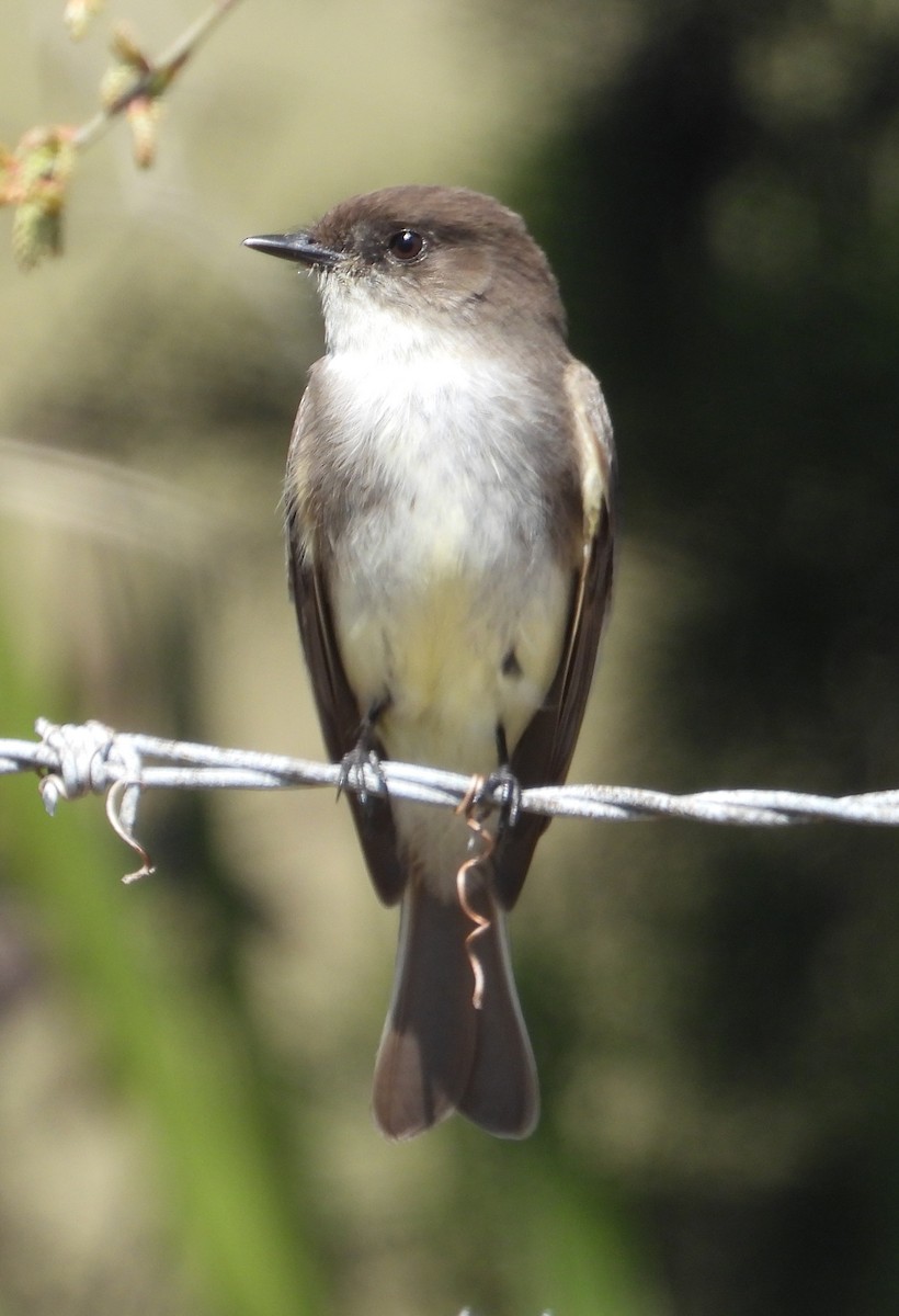 Eastern Phoebe - ML632123509