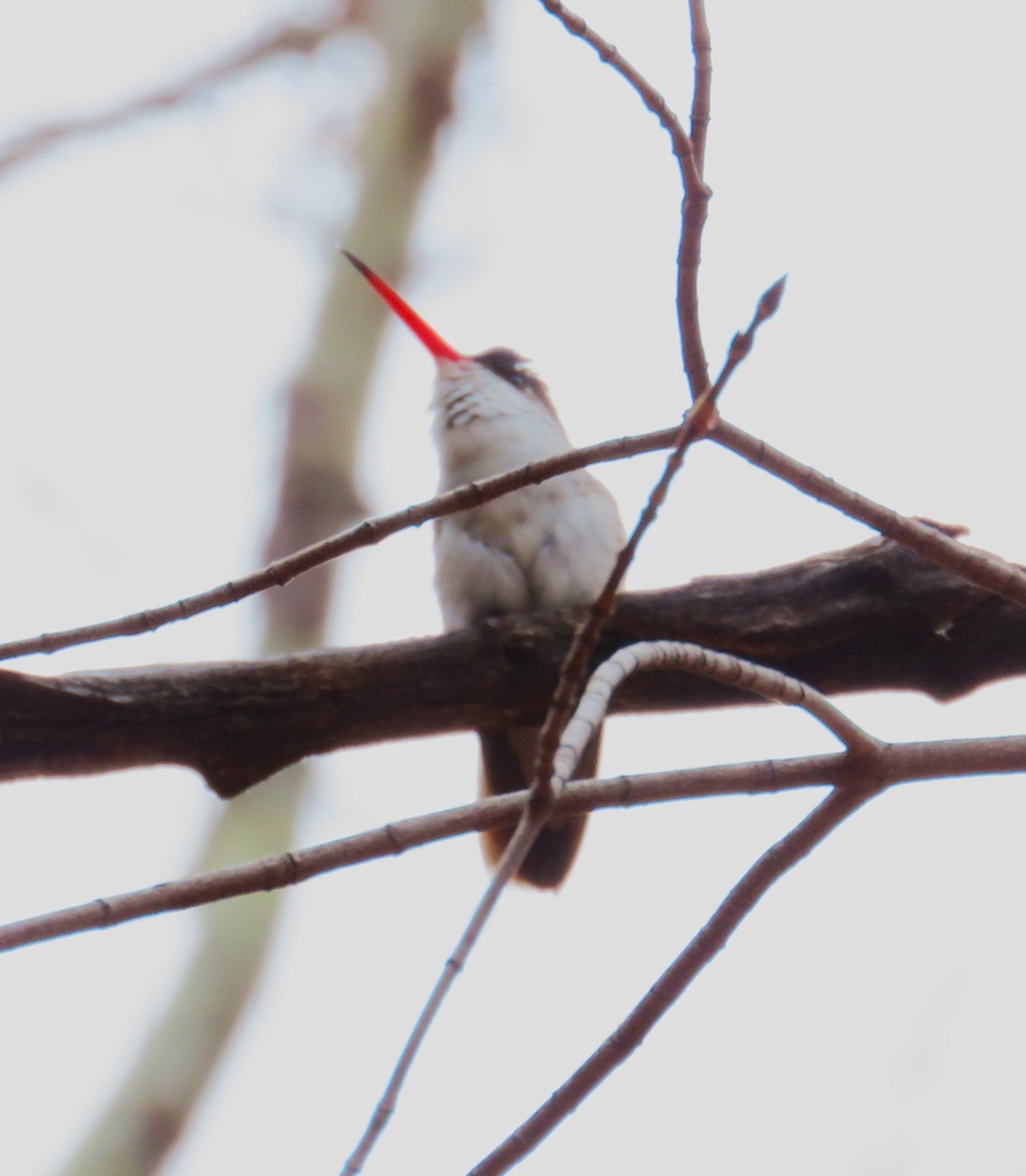 Violet-crowned Hummingbird - ML632123569