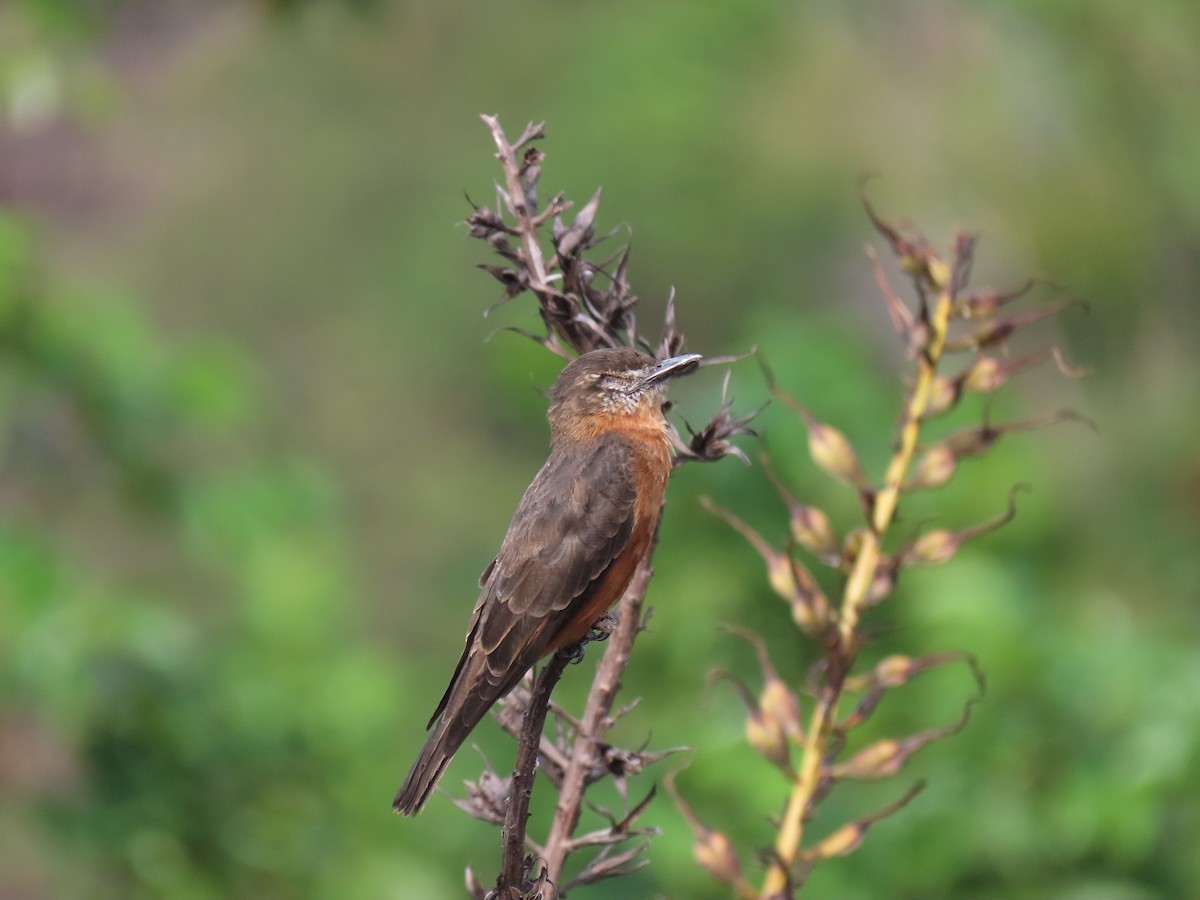 Cliff Flycatcher - ML632123601