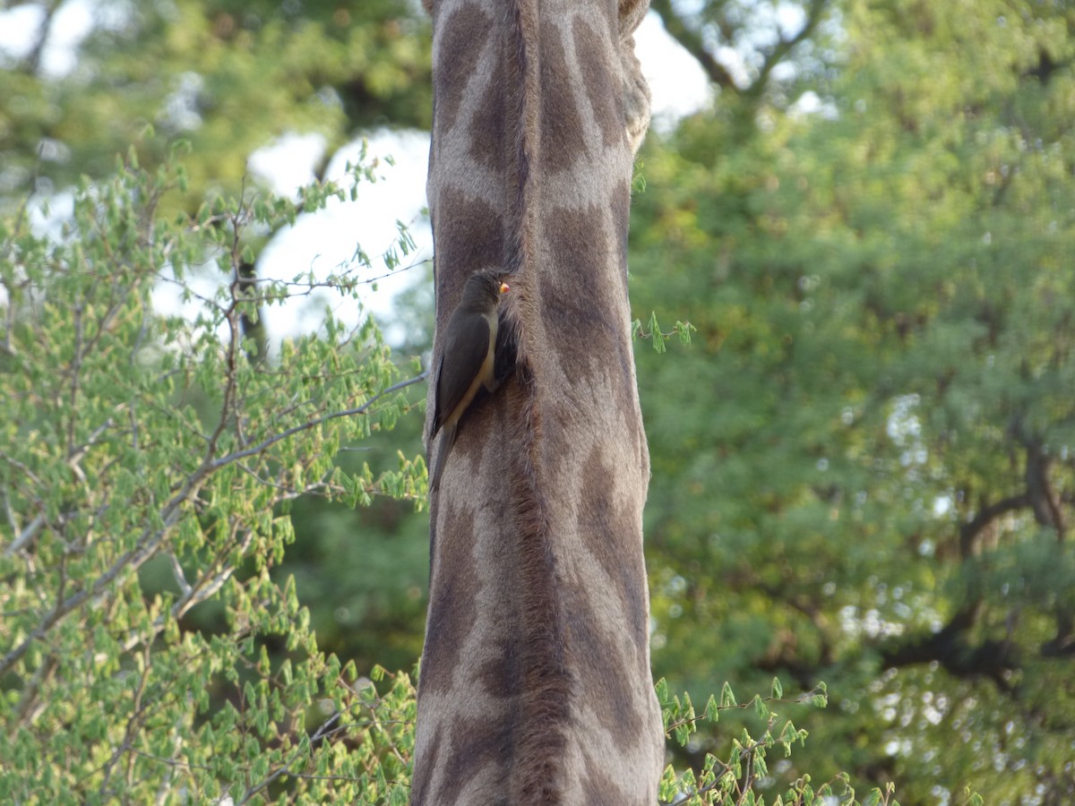 Red-billed Oxpecker - ML63212361