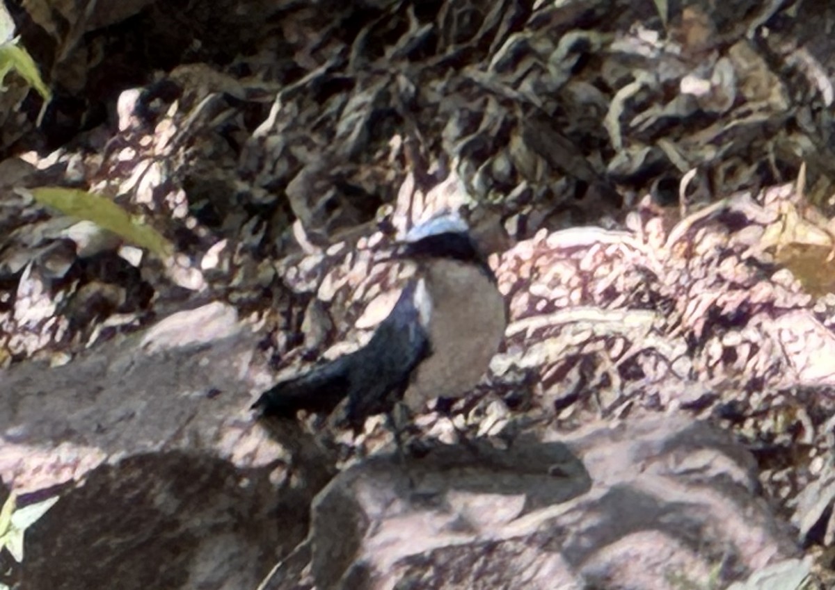 Blue-and-white Mockingbird - ML632123697
