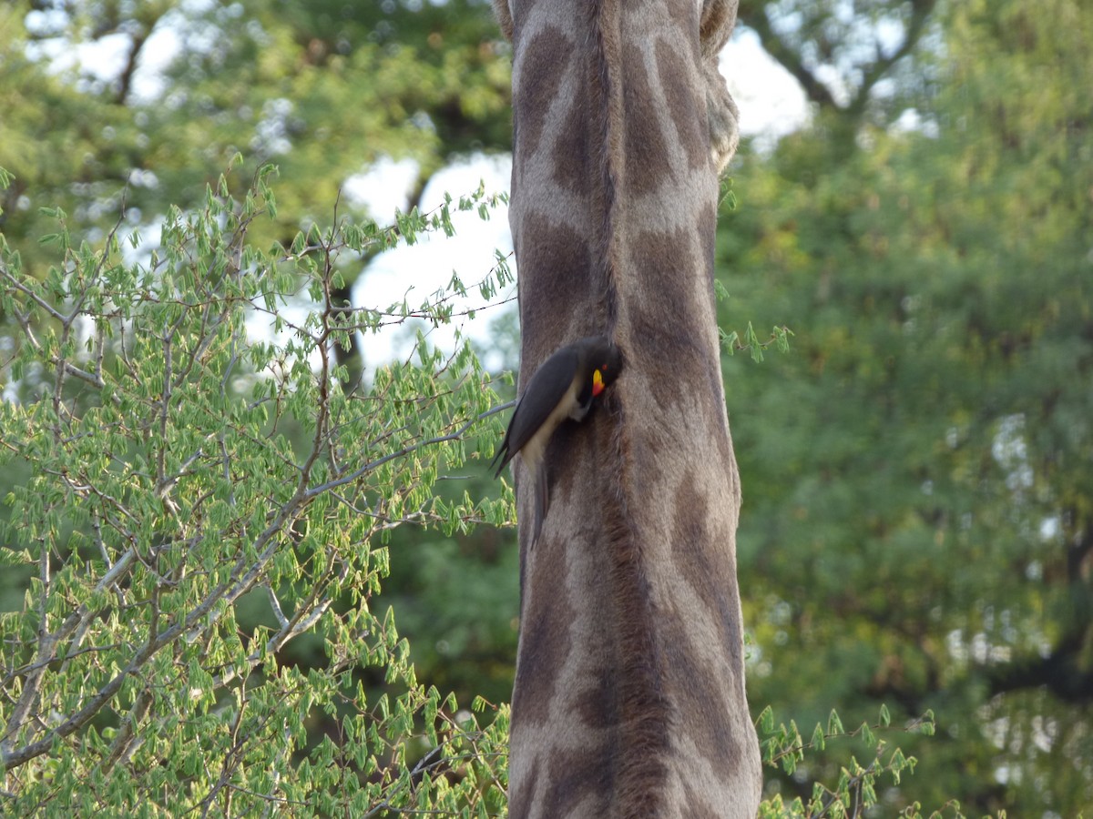 Red-billed Oxpecker - ML63212371