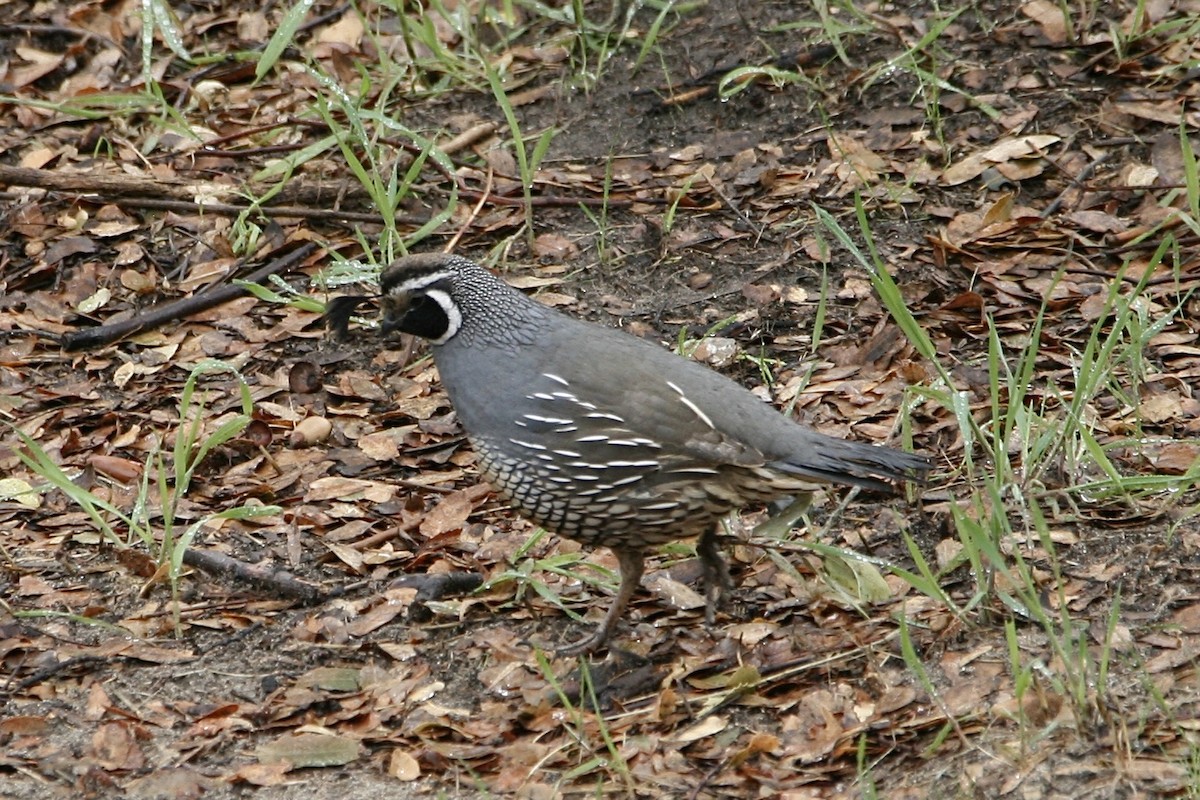 California Quail - ML632123712
