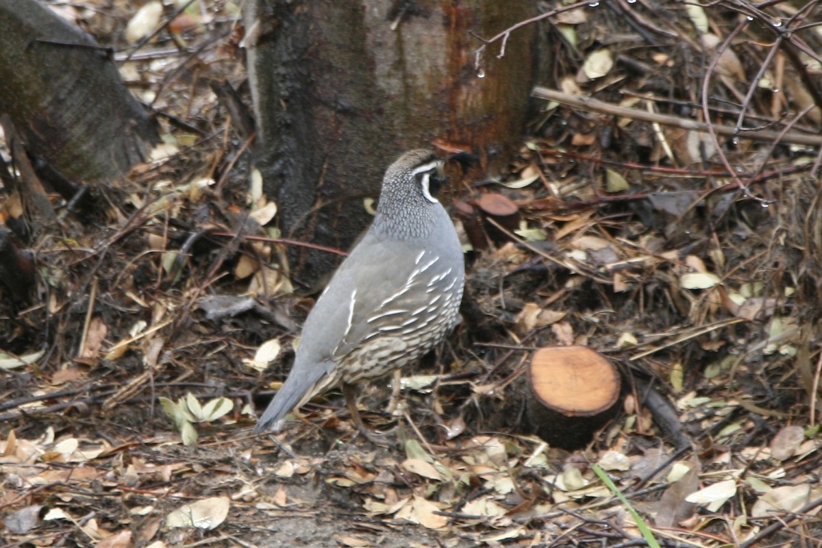California Quail - ML632123713