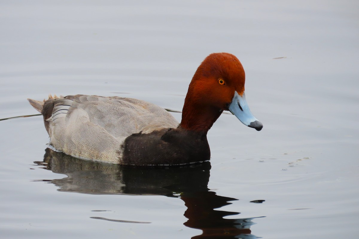 Redhead - ML632123898