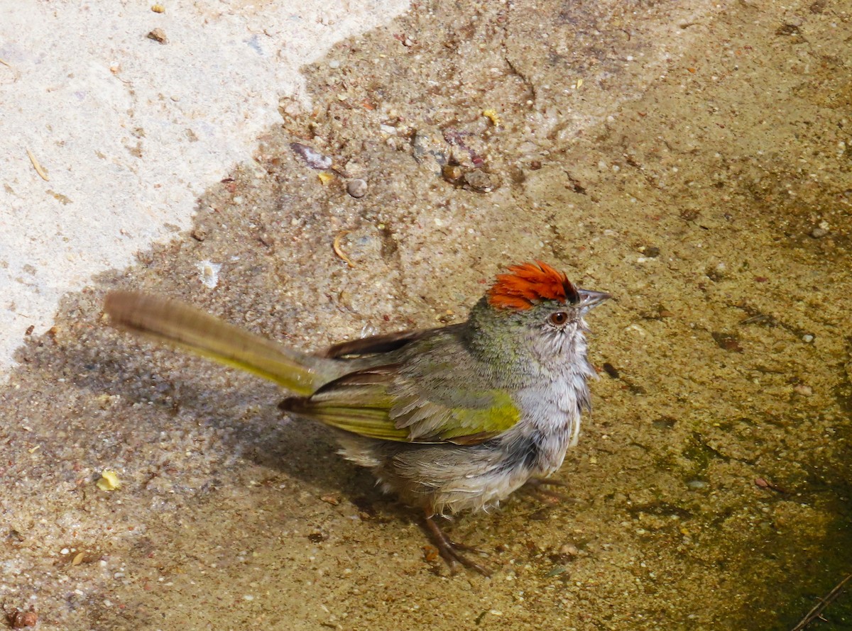 Green-tailed Towhee - ML632123981