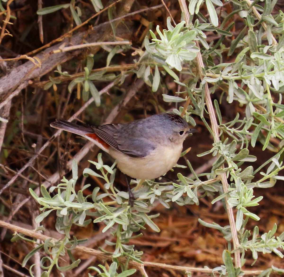 Lucy's Warbler - ML632123998