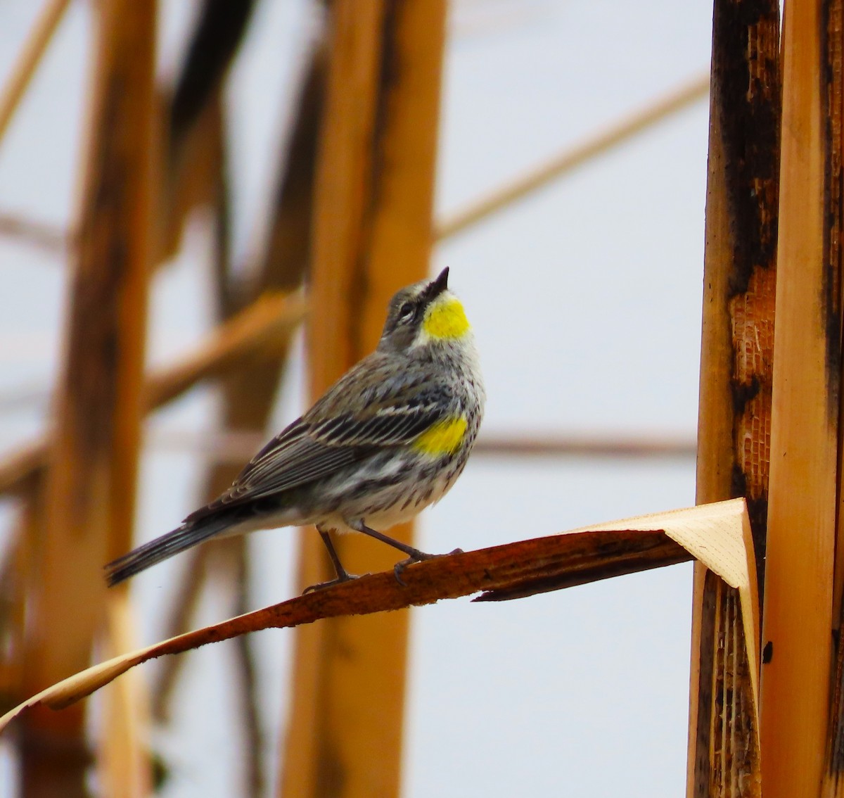 Yellow-rumped Warbler - ML632124019