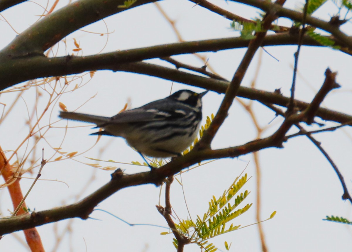 Black-throated Gray Warbler - ML632124027