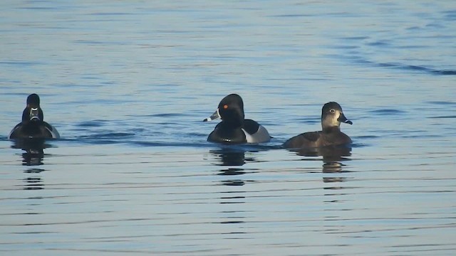 Ring-necked Duck - ML632124109