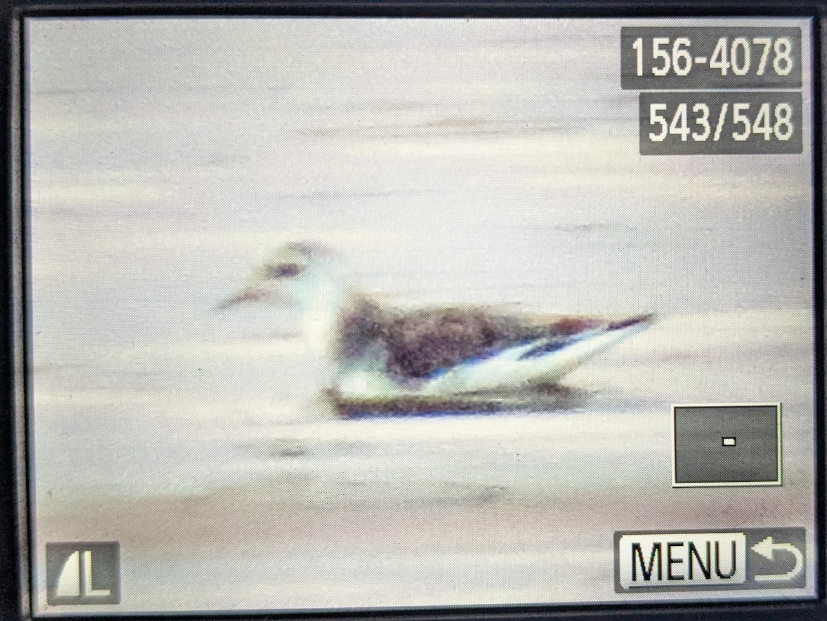 Red Phalarope - ML632124132