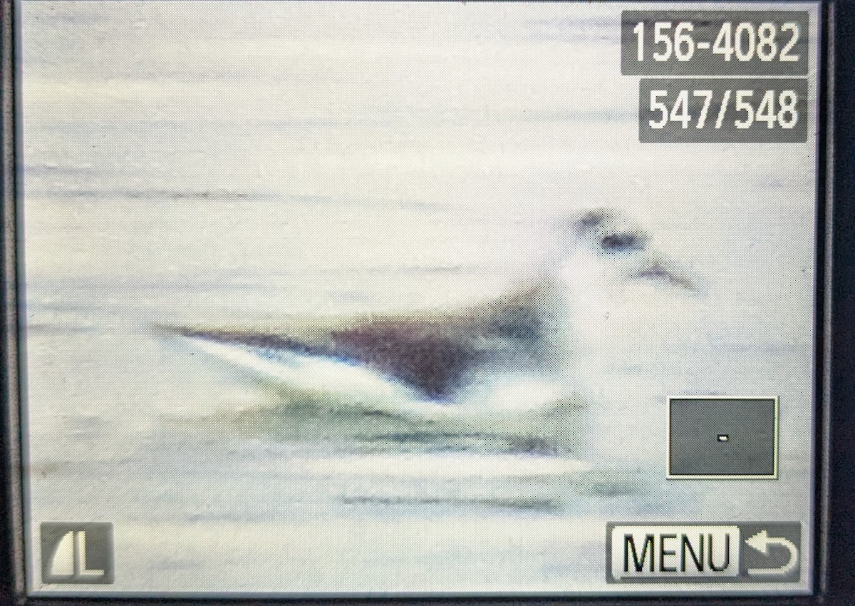 Red Phalarope - ML632124138