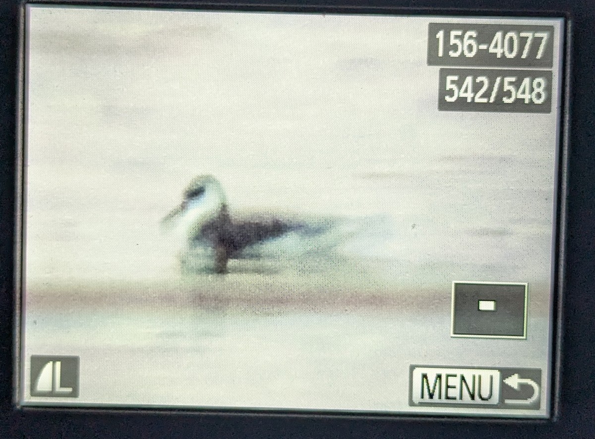 Red Phalarope - ML632124150