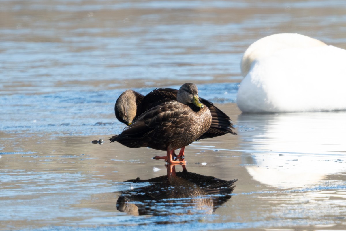 Canard noir - ML632124309