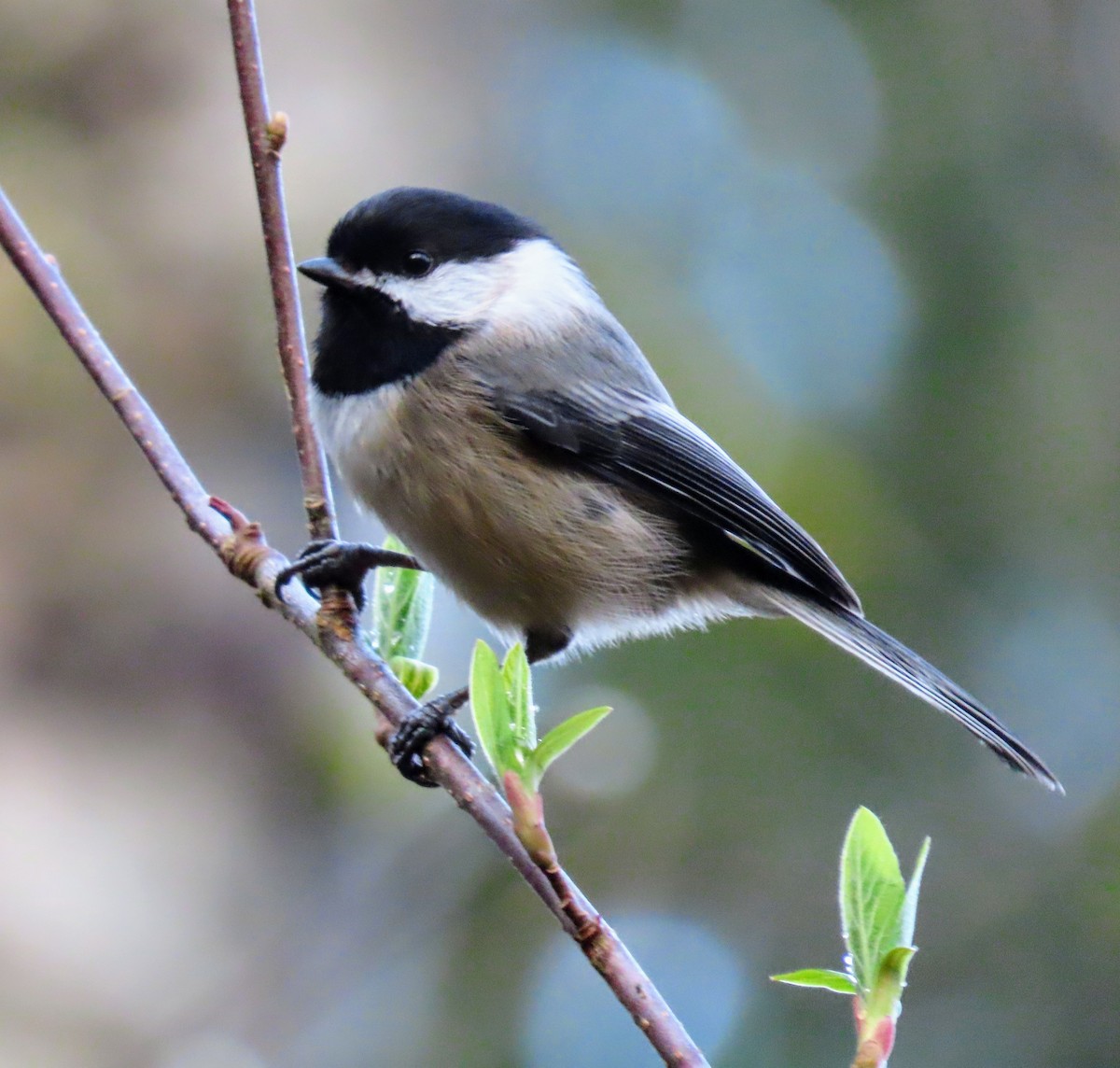 Black-capped Chickadee - ML632124384