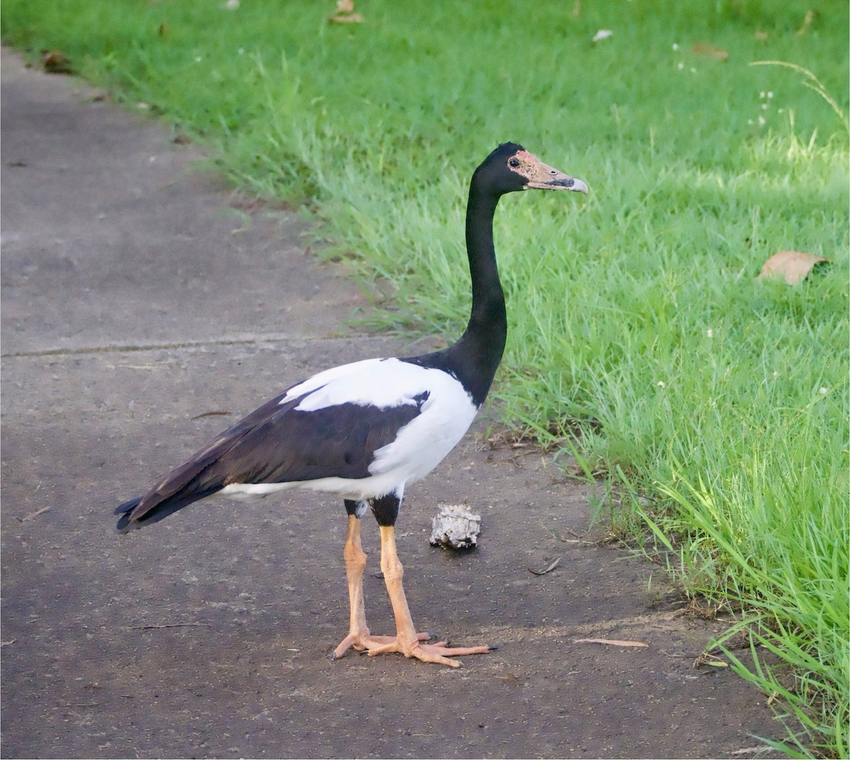 Magpie Goose - ML632124765