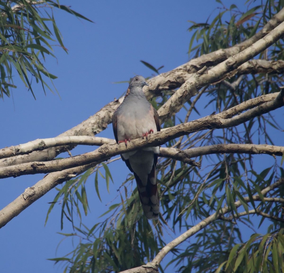 Bar-shouldered Dove - ML632124770