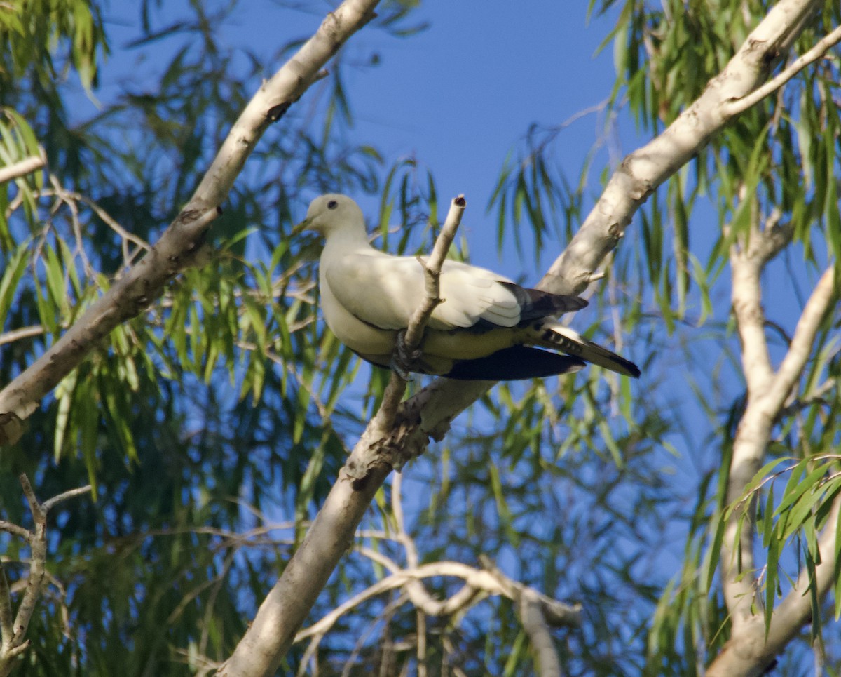 Torresian Imperial-Pigeon - ML632124776