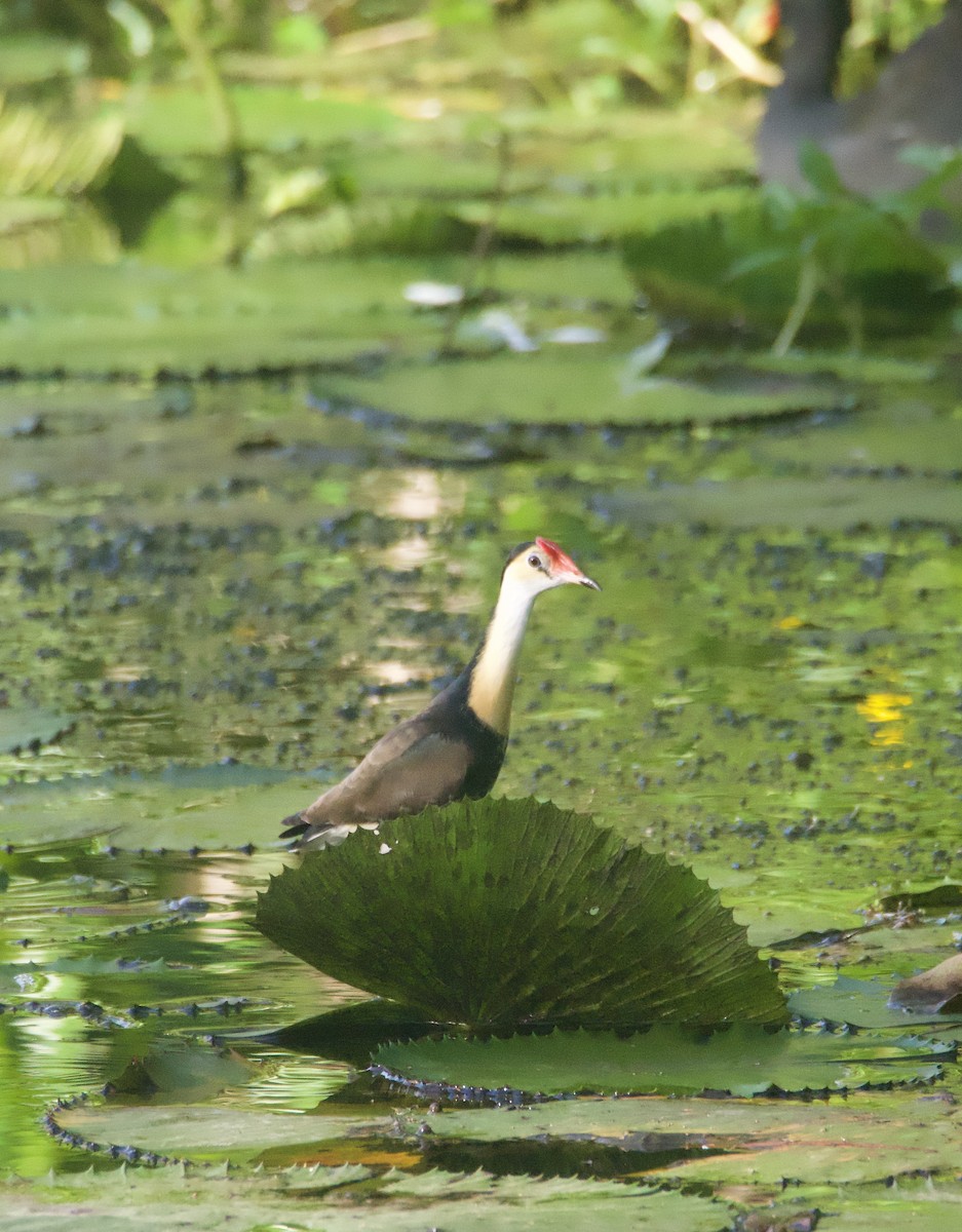 Comb-crested Jacana - ML632124790