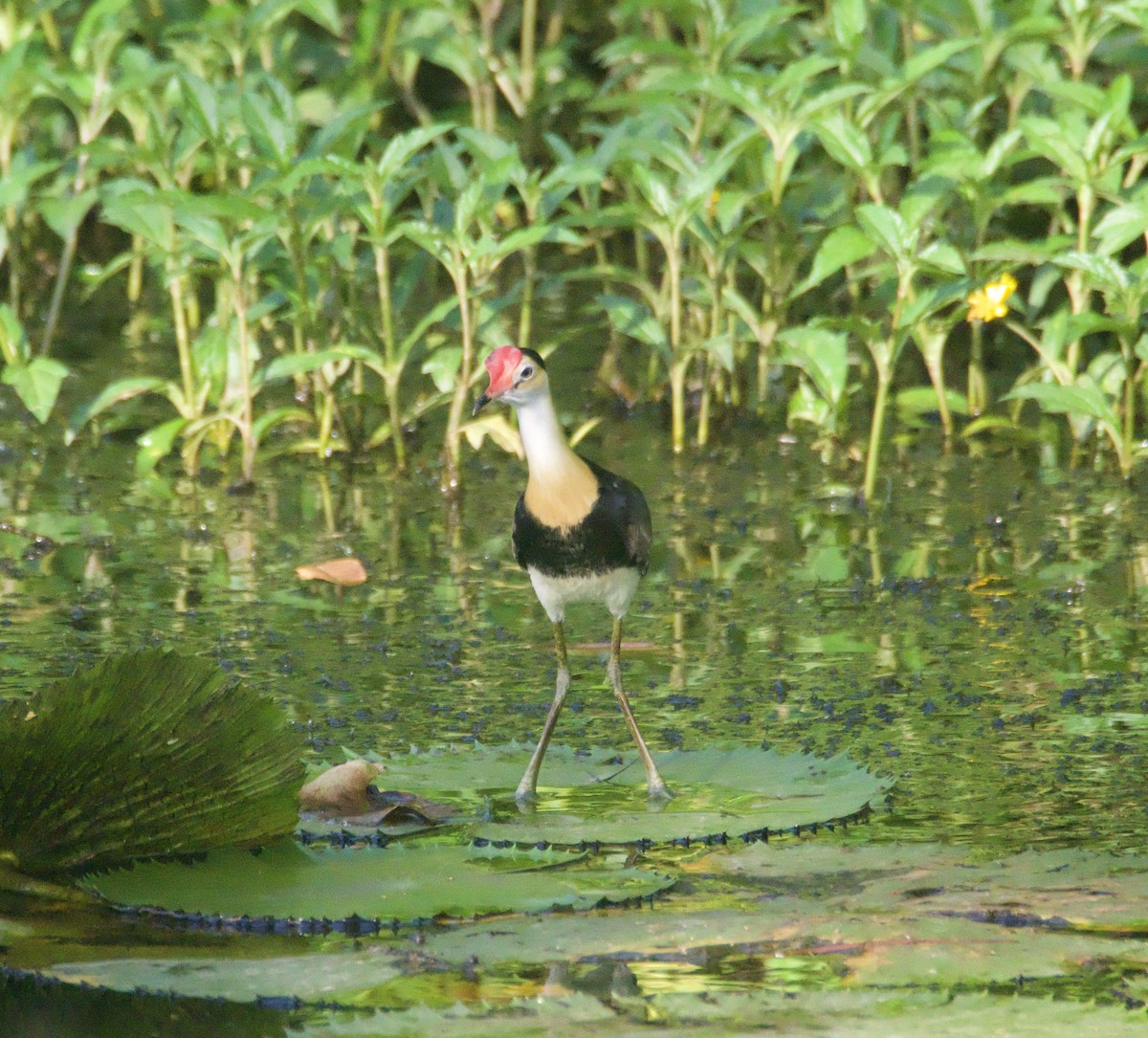Comb-crested Jacana - ML632124791