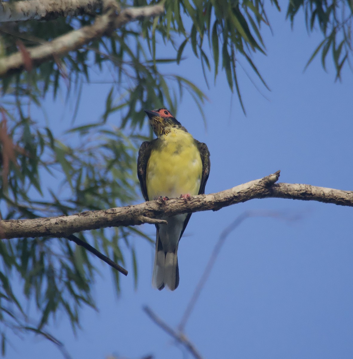 Australasian Figbird - ML632124802