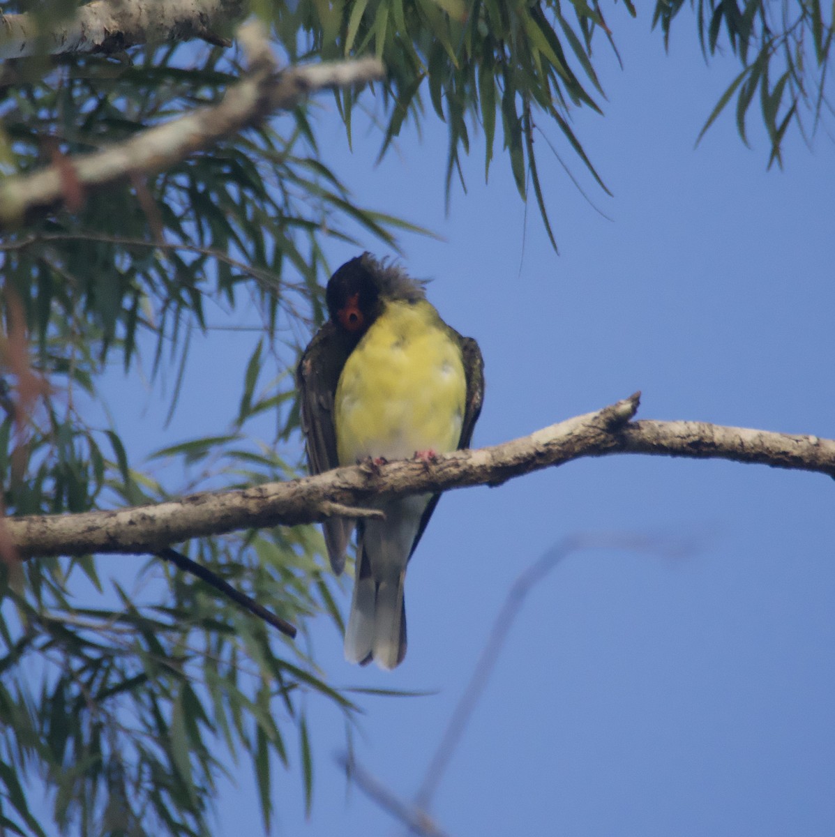 Australasian Figbird - ML632124803