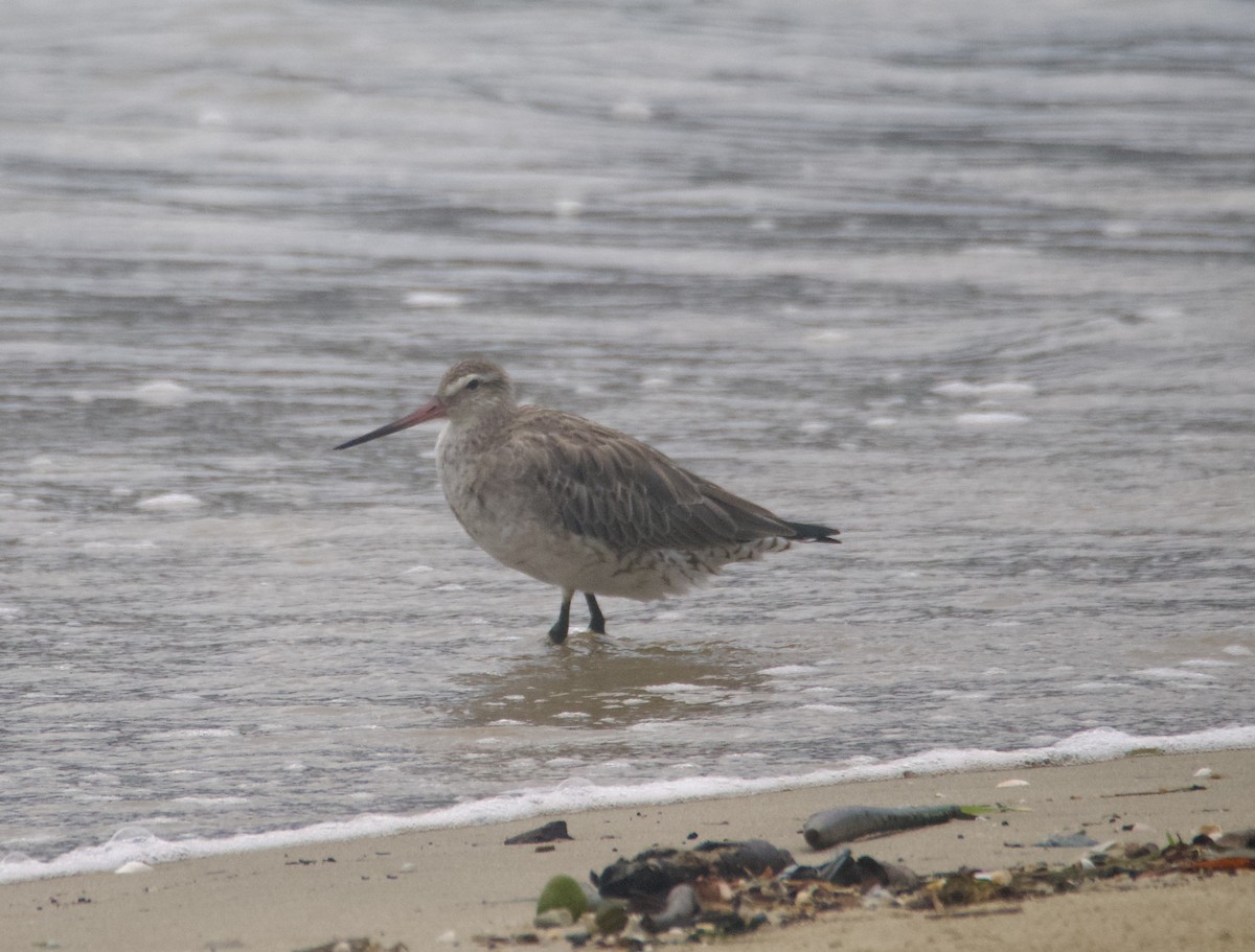 Bar-tailed Godwit (Siberian) - ML632124863