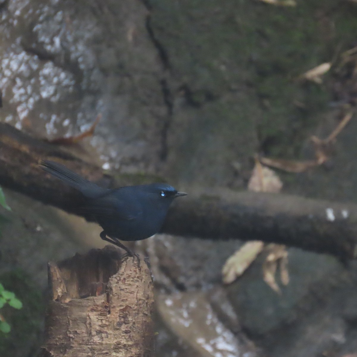 Blue-fronted Robin - ML632124870