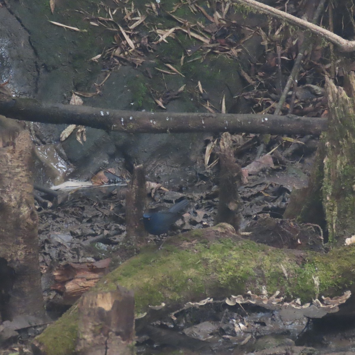 Blue-fronted Robin - ML632124871