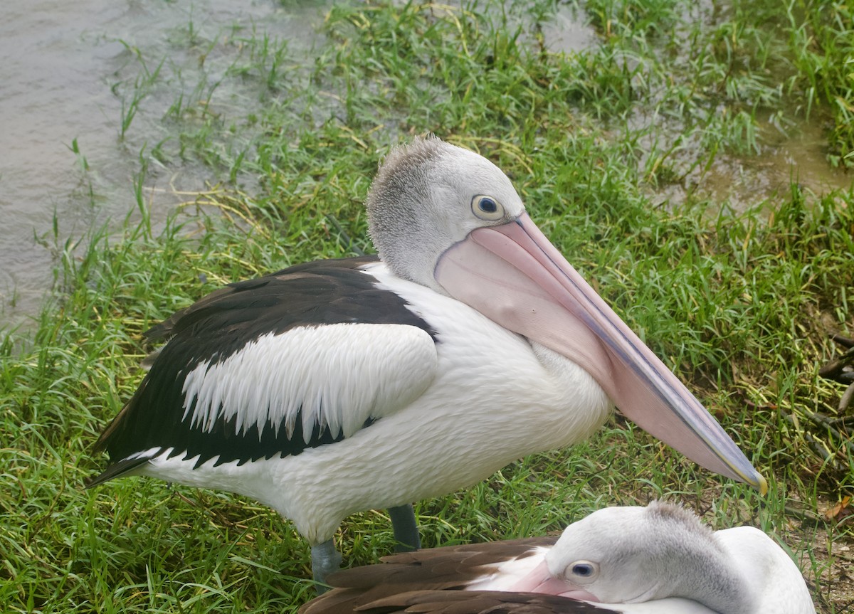 Australian Pelican - ML632124885