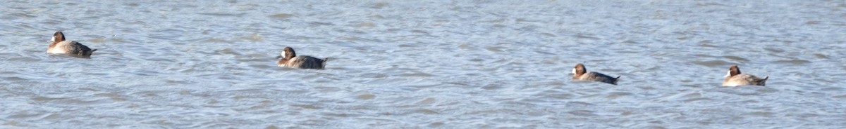 Lesser Scaup - ML632124887