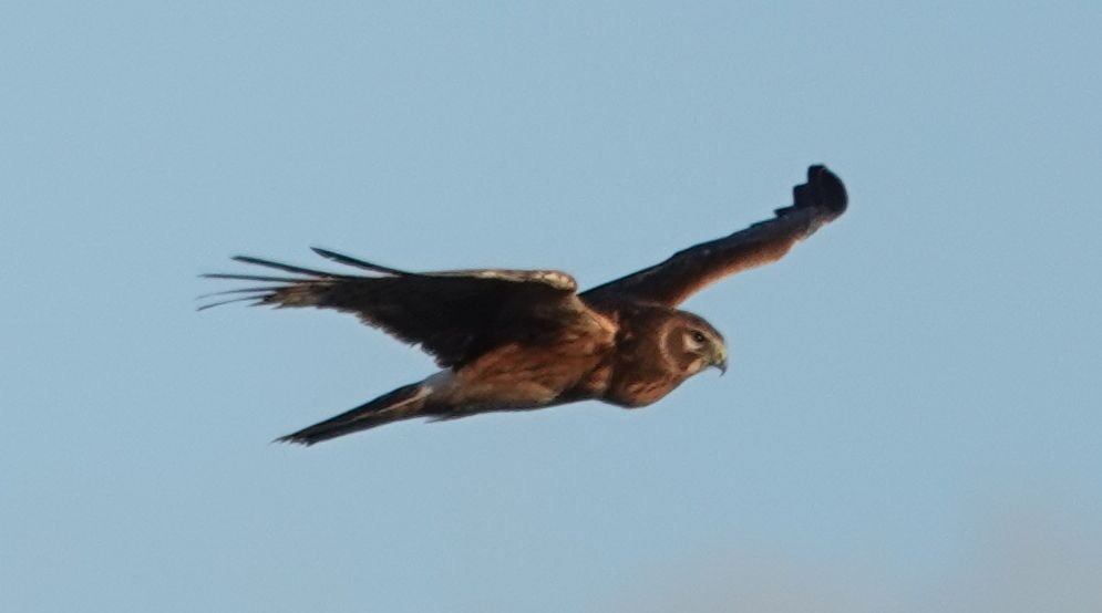 mørkmyrhauk - ML632124909