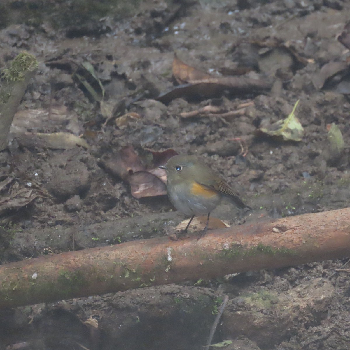 Himalayan Bluetail - ML632124917