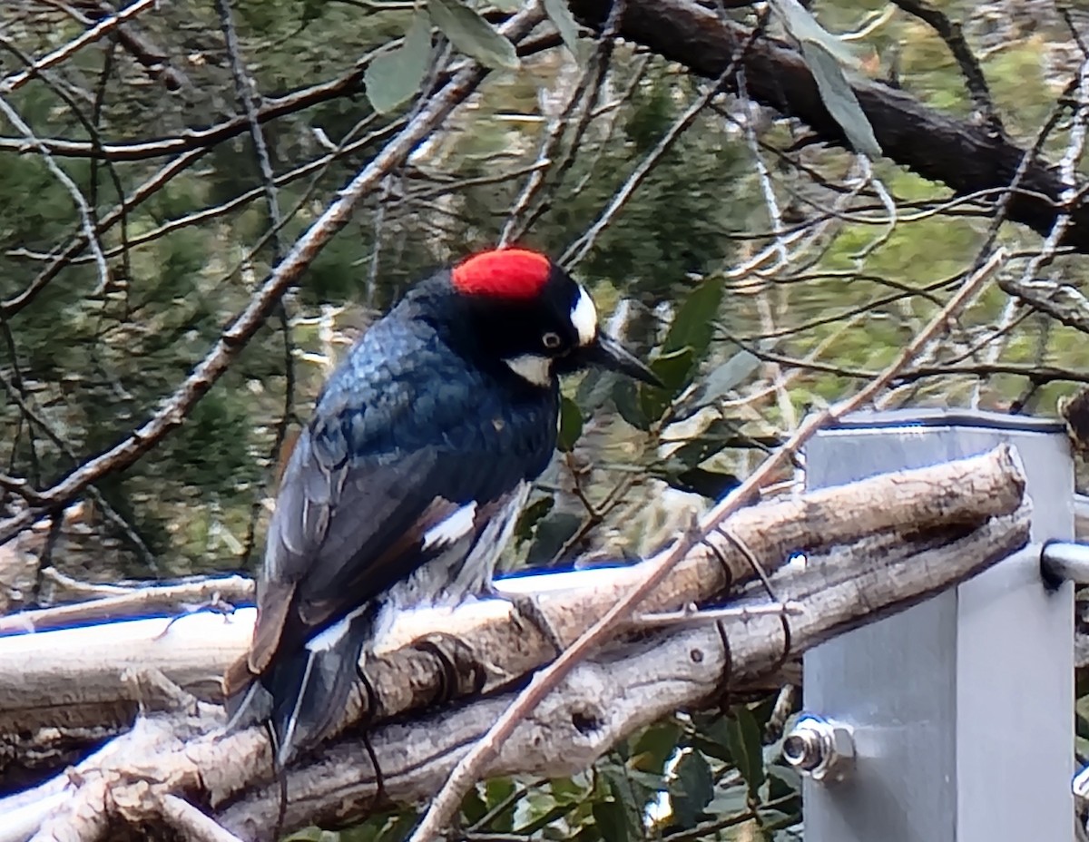 Acorn Woodpecker - ML632125051