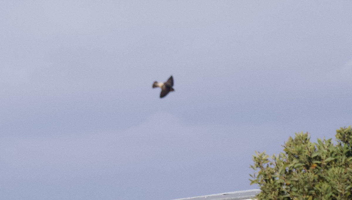 Tree Martin - ML632125059