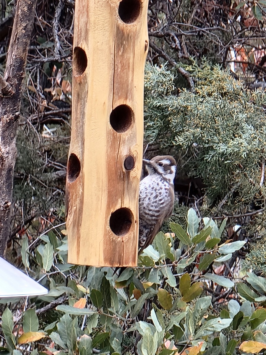 Arizona Woodpecker - ML632125062