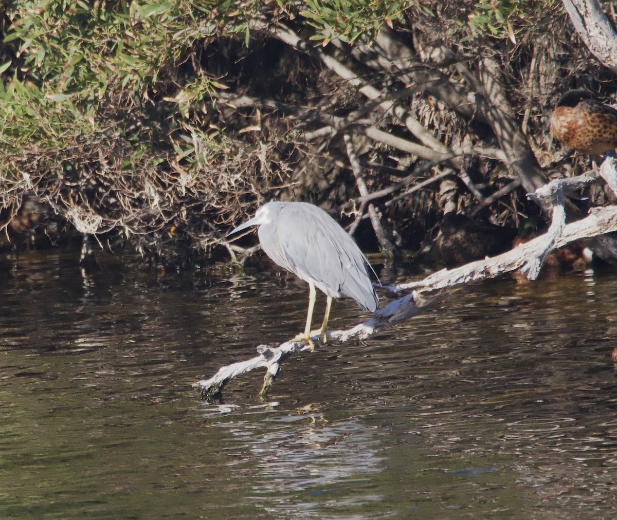 White-faced Heron - ML632125084