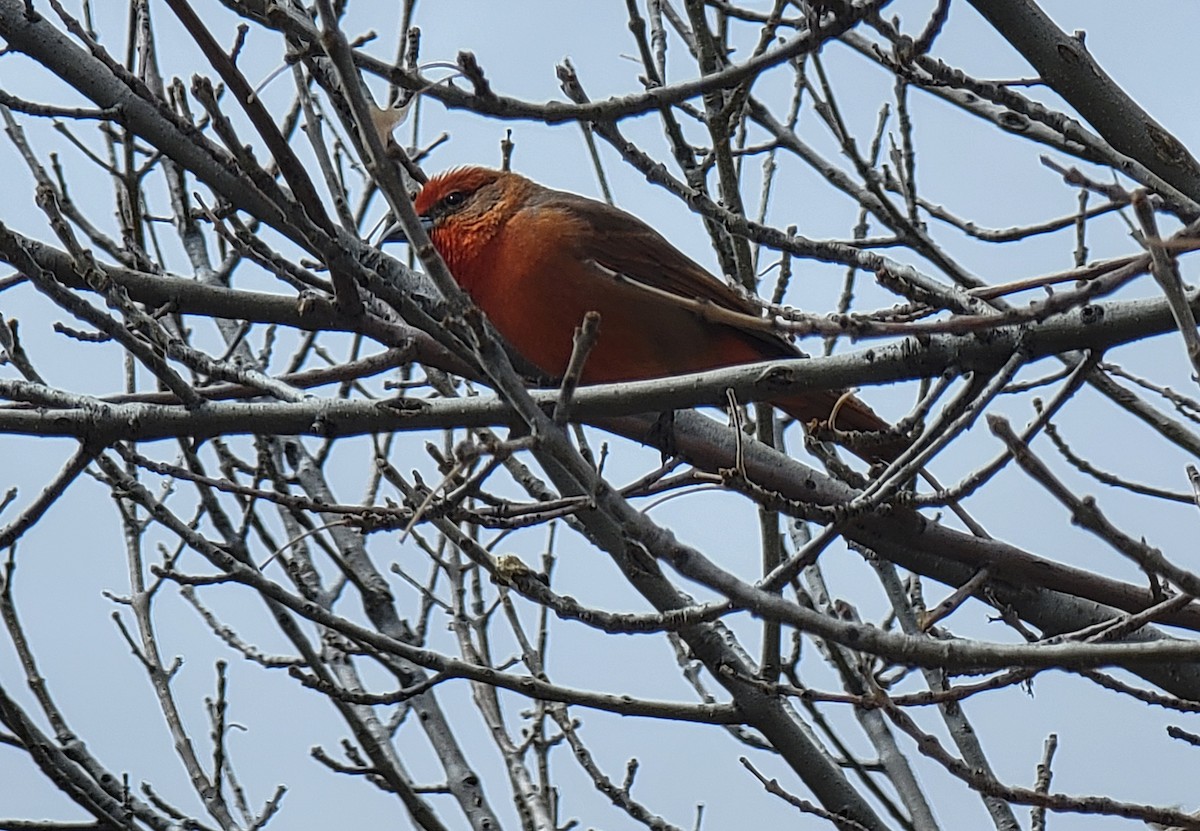 Hepatic Tanager - ML632125107