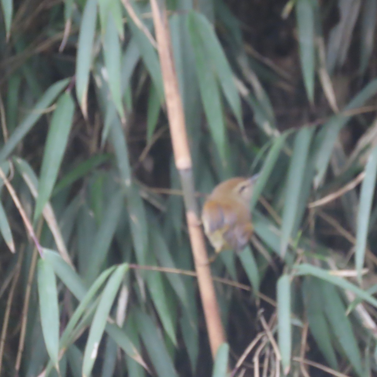Hume's Bush Warbler - ML632125114