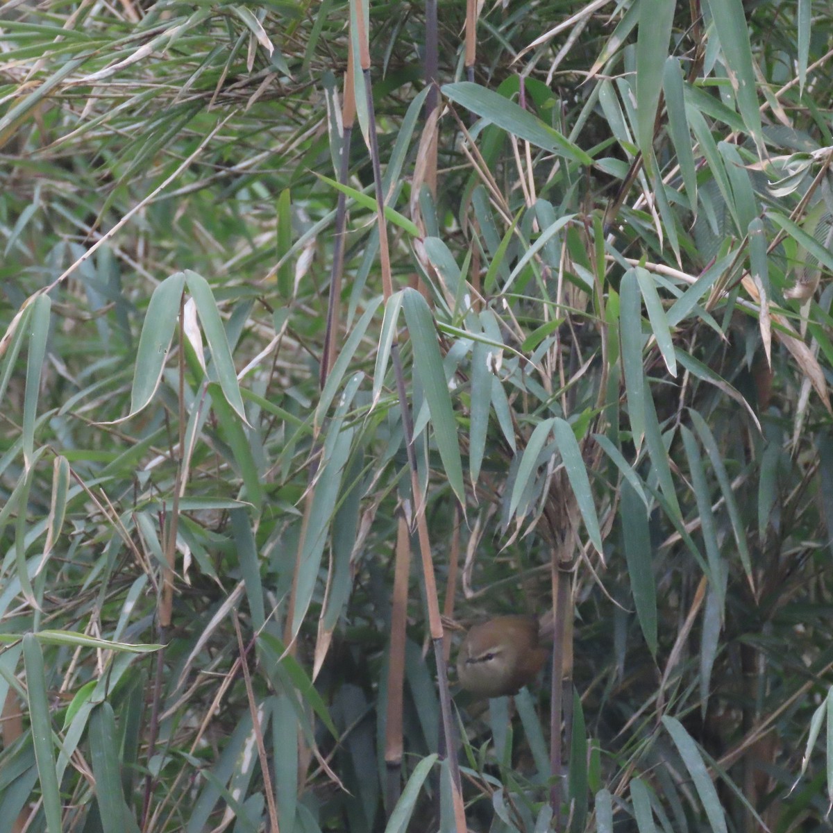 Hume's Bush Warbler - ML632125115