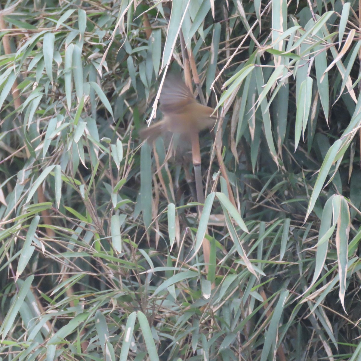 Hume's Bush Warbler - ML632125116