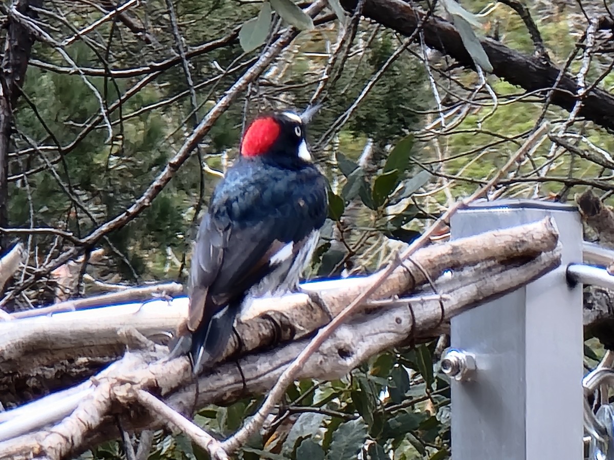 Acorn Woodpecker - ML632125154