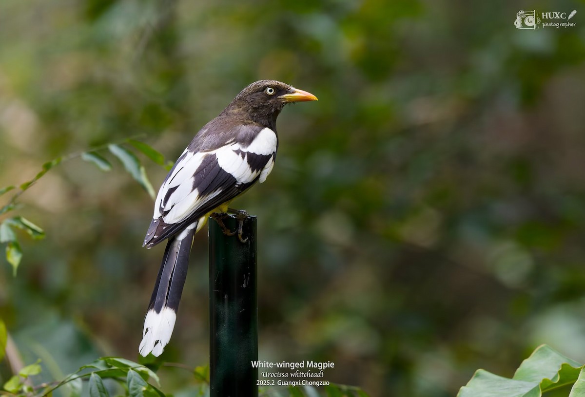 White-winged Magpie - ML632125199