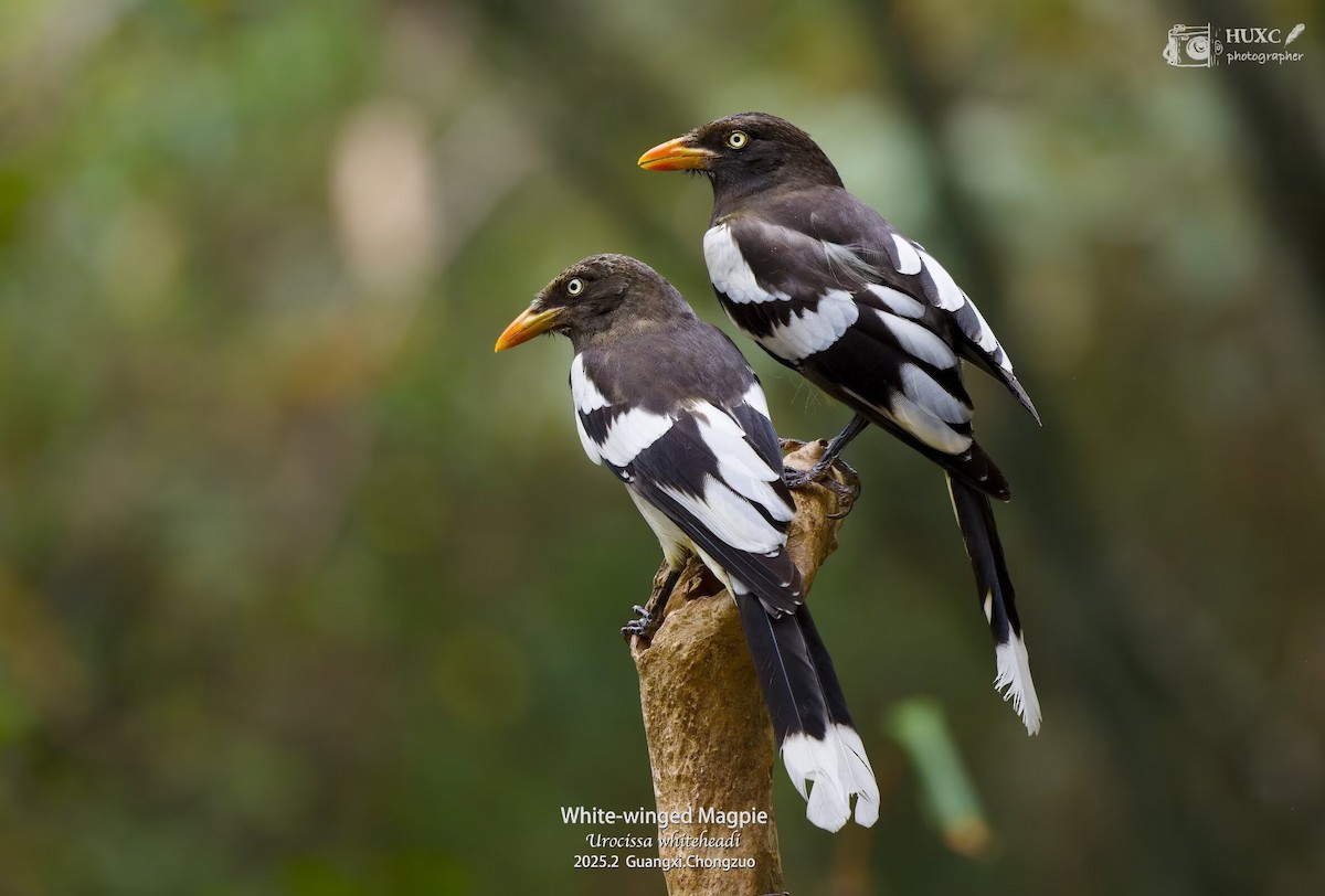 White-winged Magpie - ML632125200