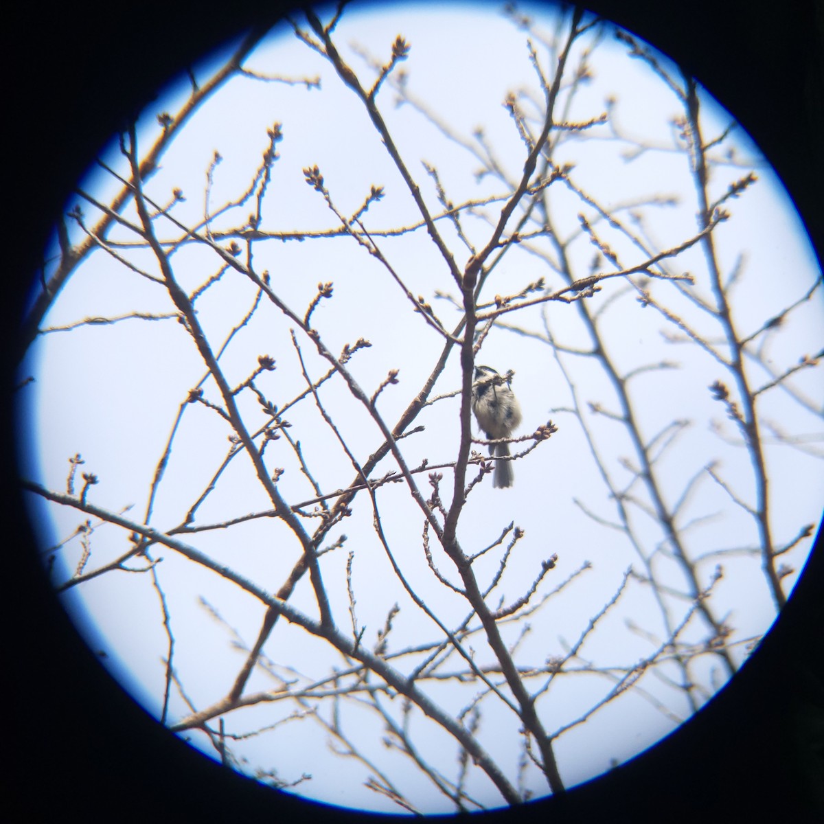 Mésange nonnette - ML632125573